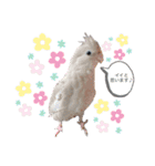 ミンチョップ（個別スタンプ：19）