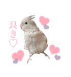 ミンチョップ（個別スタンプ：25）