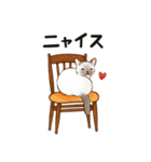 ダジャレ☆猫たちのスタンプ（個別スタンプ：20）