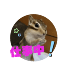 シマリス茶々と一緒 2（個別スタンプ：7）