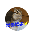 シマリス茶々と一緒 2（個別スタンプ：15）