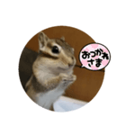 シマリス茶々と一緒 2（個別スタンプ：24）