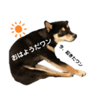 ごん太  日常スタンプ②（個別スタンプ：8）