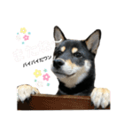 ごん太  日常スタンプ②（個別スタンプ：14）