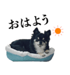 癒しのチワワくん（個別スタンプ：1）