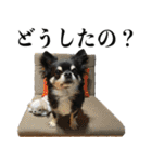 癒しのチワワくん（個別スタンプ：3）