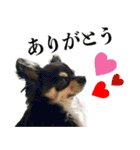 癒しのチワワくん（個別スタンプ：5）