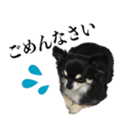 癒しのチワワくん（個別スタンプ：6）