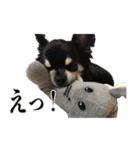 癒しのチワワくん（個別スタンプ：7）