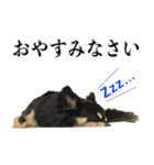 癒しのチワワくん（個別スタンプ：8）