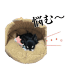 癒しのチワワくん（個別スタンプ：11）