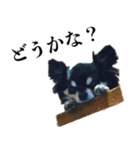 癒しのチワワくん（個別スタンプ：12）