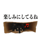 癒しのチワワくん（個別スタンプ：14）