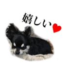 癒しのチワワくん（個別スタンプ：16）