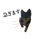 癒しのチワワくん（個別スタンプ：17）