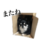 癒しのチワワくん（個別スタンプ：20）