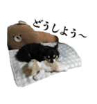 癒しのチワワくん（個別スタンプ：21）