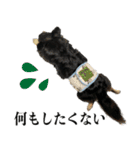 癒しのチワワくん（個別スタンプ：23）