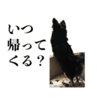 癒しのチワワくん（個別スタンプ：24）