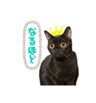 るなぴの日常スタンプ③（個別スタンプ：14）