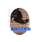 雨汐とガッシーねこーず達の合成スタンプ他（個別スタンプ：3）