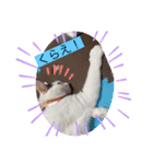 雨汐とガッシーねこーず達の合成スタンプ他（個別スタンプ：4）