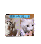 雨汐とガッシーねこーず達の合成スタンプ他（個別スタンプ：5）