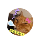 雨汐とガッシーねこーず達の合成スタンプ他（個別スタンプ：7）