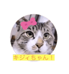 雨汐とガッシーねこーず達の合成スタンプ他（個別スタンプ：8）