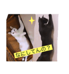 雨汐とガッシーねこーず達の合成スタンプ他（個別スタンプ：12）