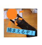 雨汐とガッシーねこーず達の合成スタンプ他（個別スタンプ：13）