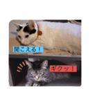 雨汐とガッシーねこーず達の合成スタンプ他（個別スタンプ：14）