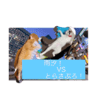 雨汐とガッシーねこーず達の合成スタンプ他（個別スタンプ：18）