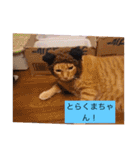 雨汐とガッシーねこーず達の合成スタンプ他（個別スタンプ：19）