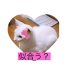 雨汐とガッシーねこーず達の合成スタンプ他（個別スタンプ：20）