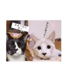 雨汐とガッシーねこーず達の合成スタンプ他（個別スタンプ：21）