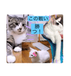 雨汐とガッシーねこーず達の合成スタンプ他（個別スタンプ：24）