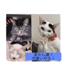 雨汐とガッシーねこーず達の合成スタンプ他（個別スタンプ：26）