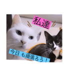 雨汐とガッシーねこーず達の合成スタンプ他（個別スタンプ：27）