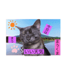 雨汐とガッシーねこーず達の合成スタンプ他（個別スタンプ：28）