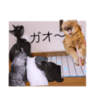 雨汐とガッシーねこーず達の合成スタンプ他（個別スタンプ：29）