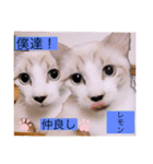 雨汐とガッシーねこーず達の合成スタンプ他（個別スタンプ：30）