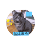 雨汐とガッシーねこーず達の合成スタンプ他（個別スタンプ：31）