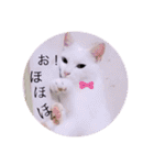雨汐とガッシーねこーず達の合成スタンプ他（個別スタンプ：32）