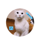 雨汐とガッシーねこーず達の合成スタンプ他（個別スタンプ：33）