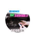 雨汐とガッシーねこーず達の合成スタンプ他（個別スタンプ：34）