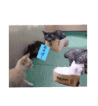 雨汐とガッシーねこーず達の合成スタンプ他（個別スタンプ：35）