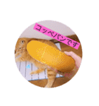 雨汐とガッシーねこーず達の合成スタンプ他（個別スタンプ：36）