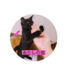 雨汐とガッシーねこーず達の合成スタンプ他（個別スタンプ：37）