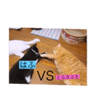 雨汐とガッシーねこーず達の合成スタンプ他（個別スタンプ：38）